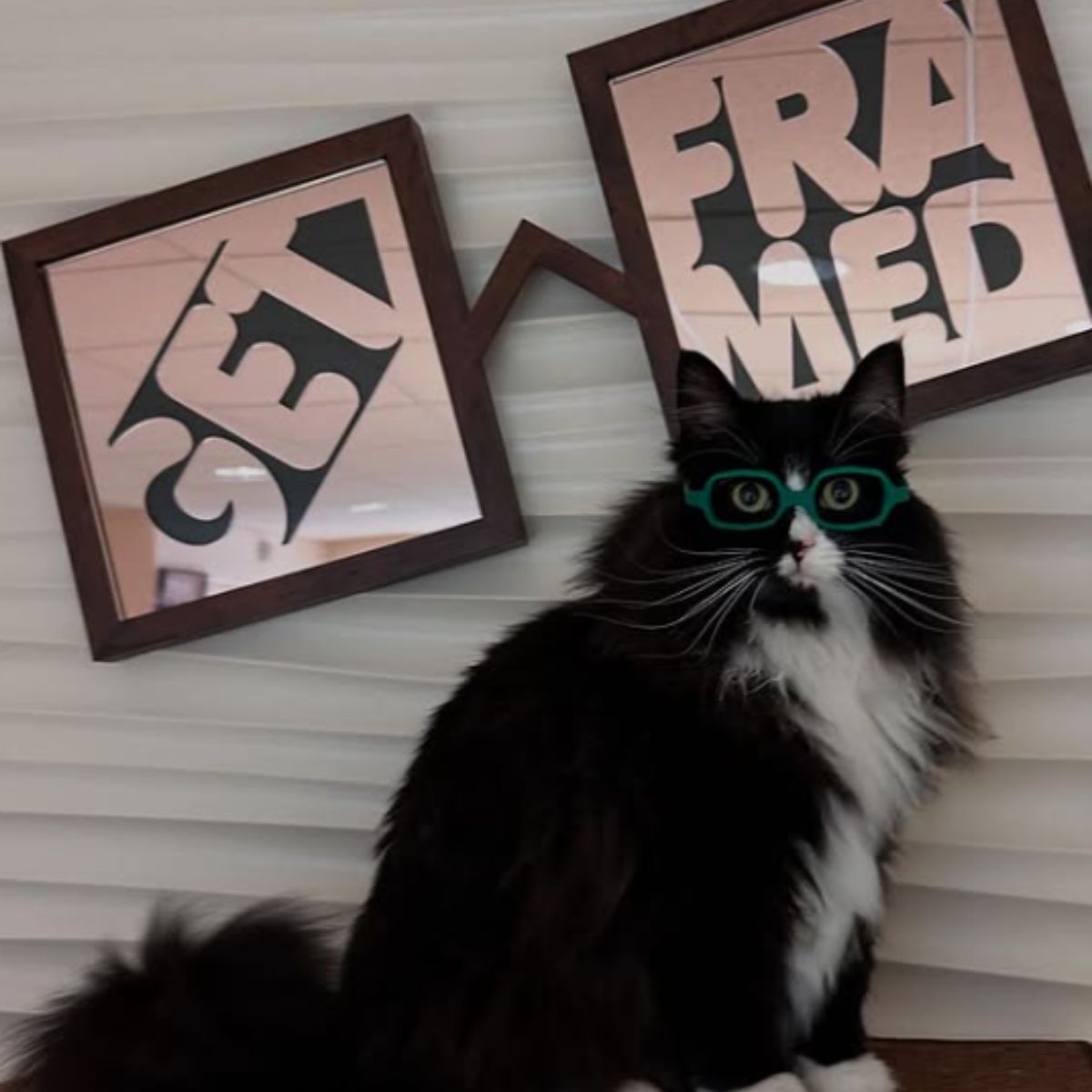 cat wearing glasses
