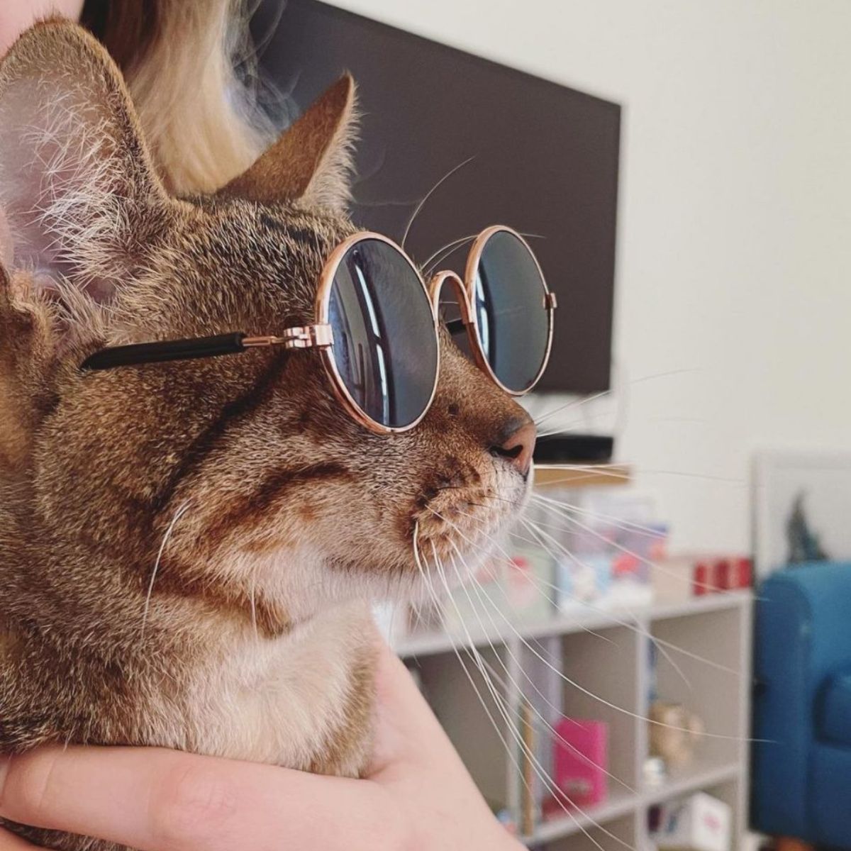 cat wearing sunglasses