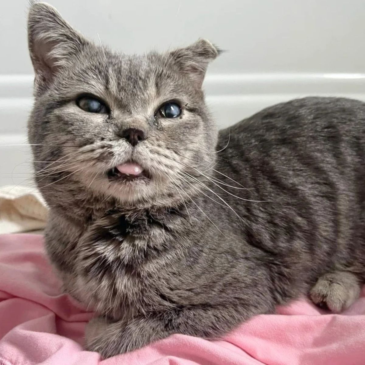 cat with a bent ear