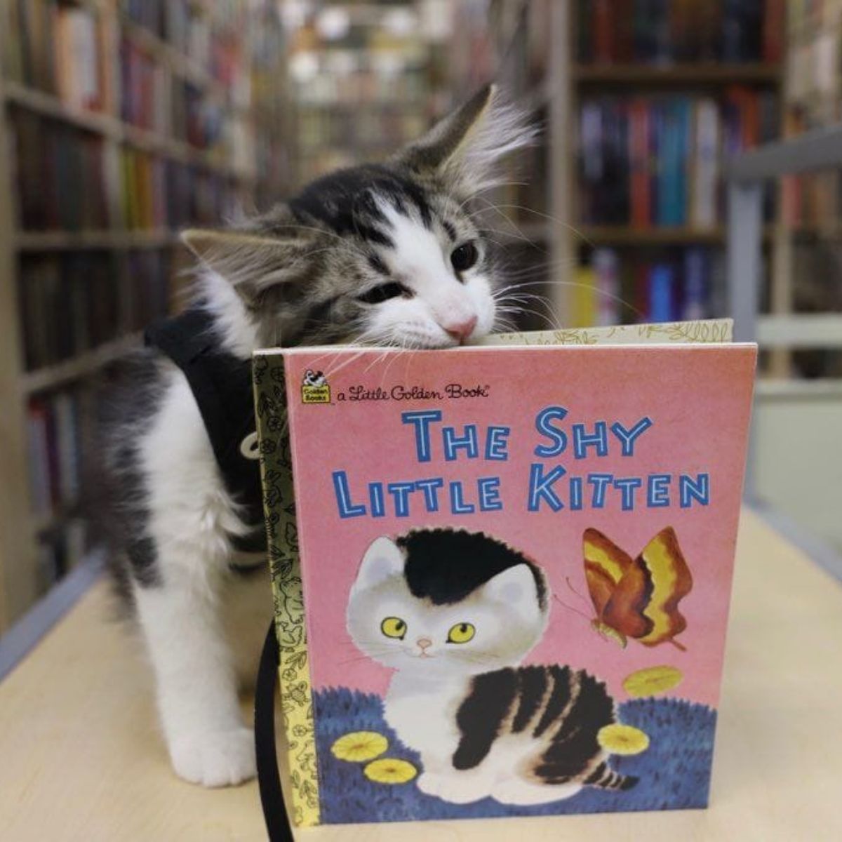 cat with a book