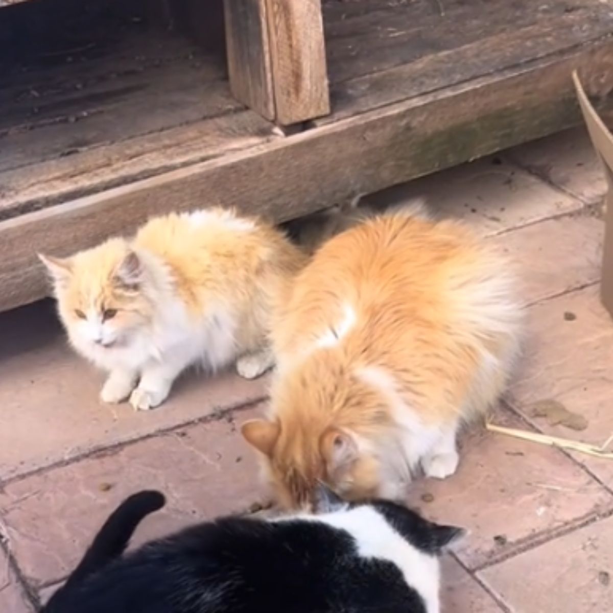 cat with a kitten
