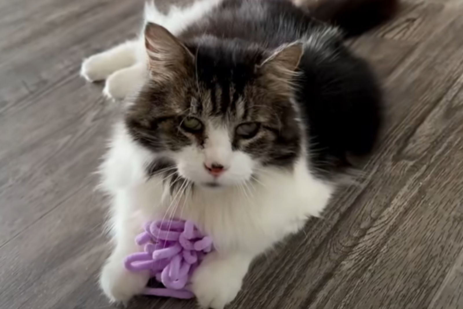 cat with a purple toy