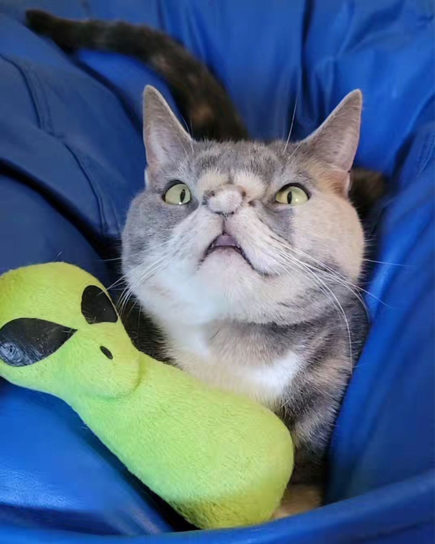 cat with alien toy