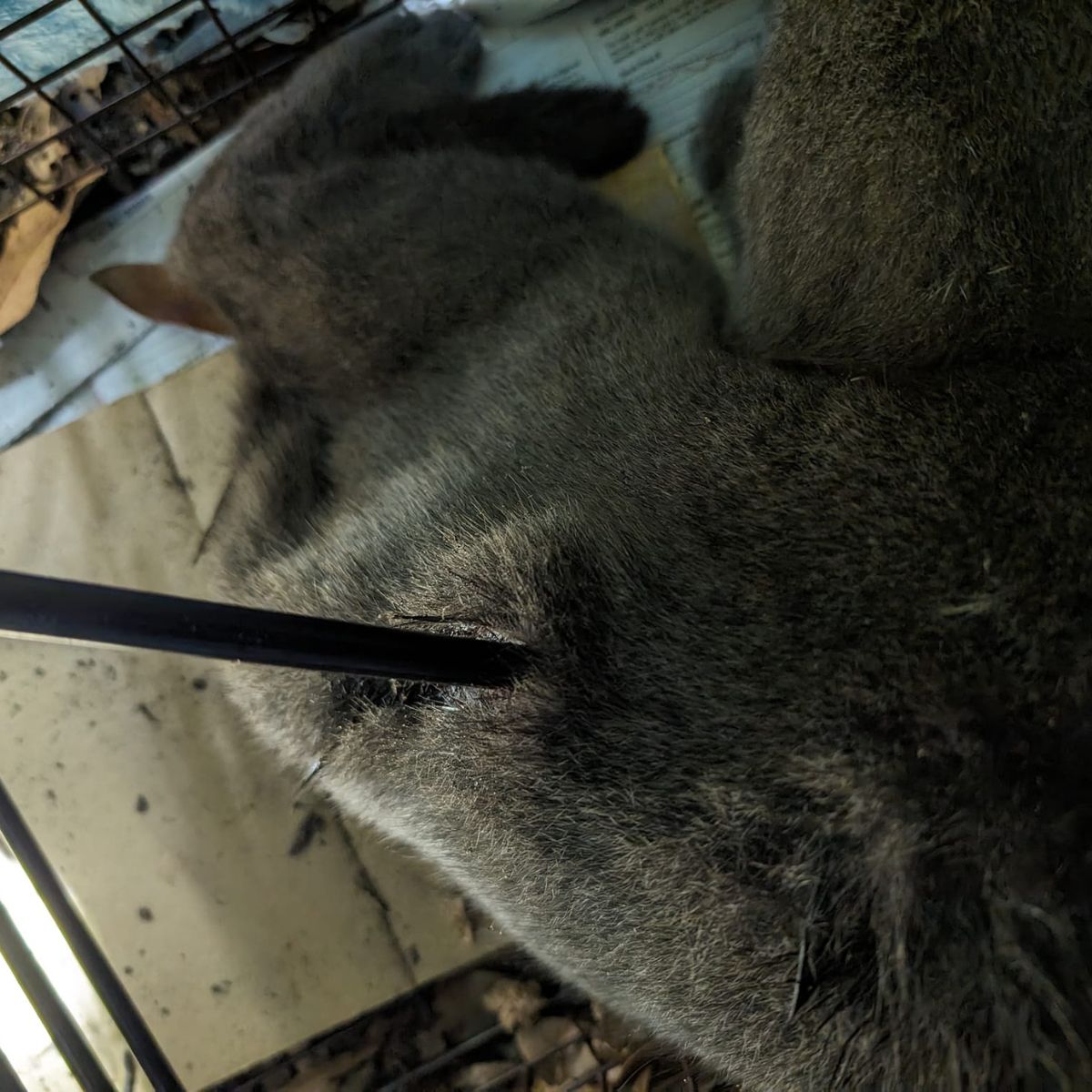 cat with an arrow