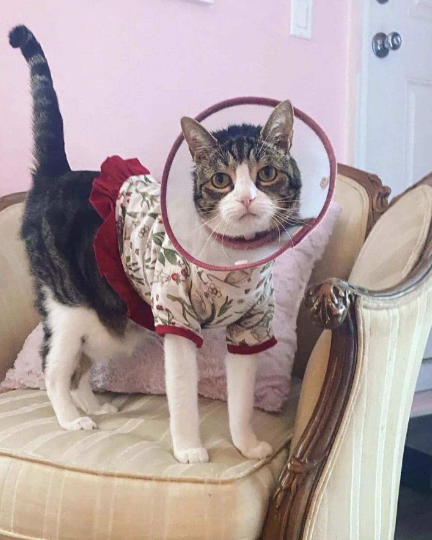 cat with collar