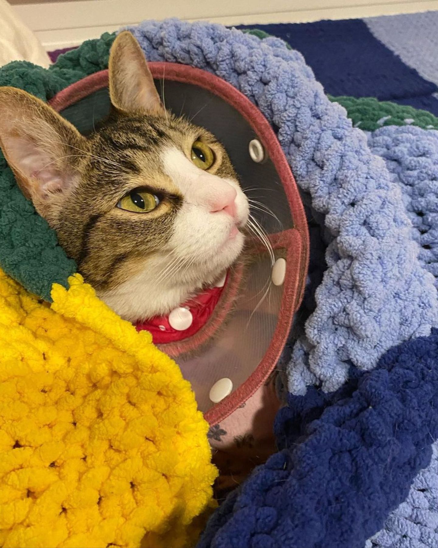cat with collar covered with blanket