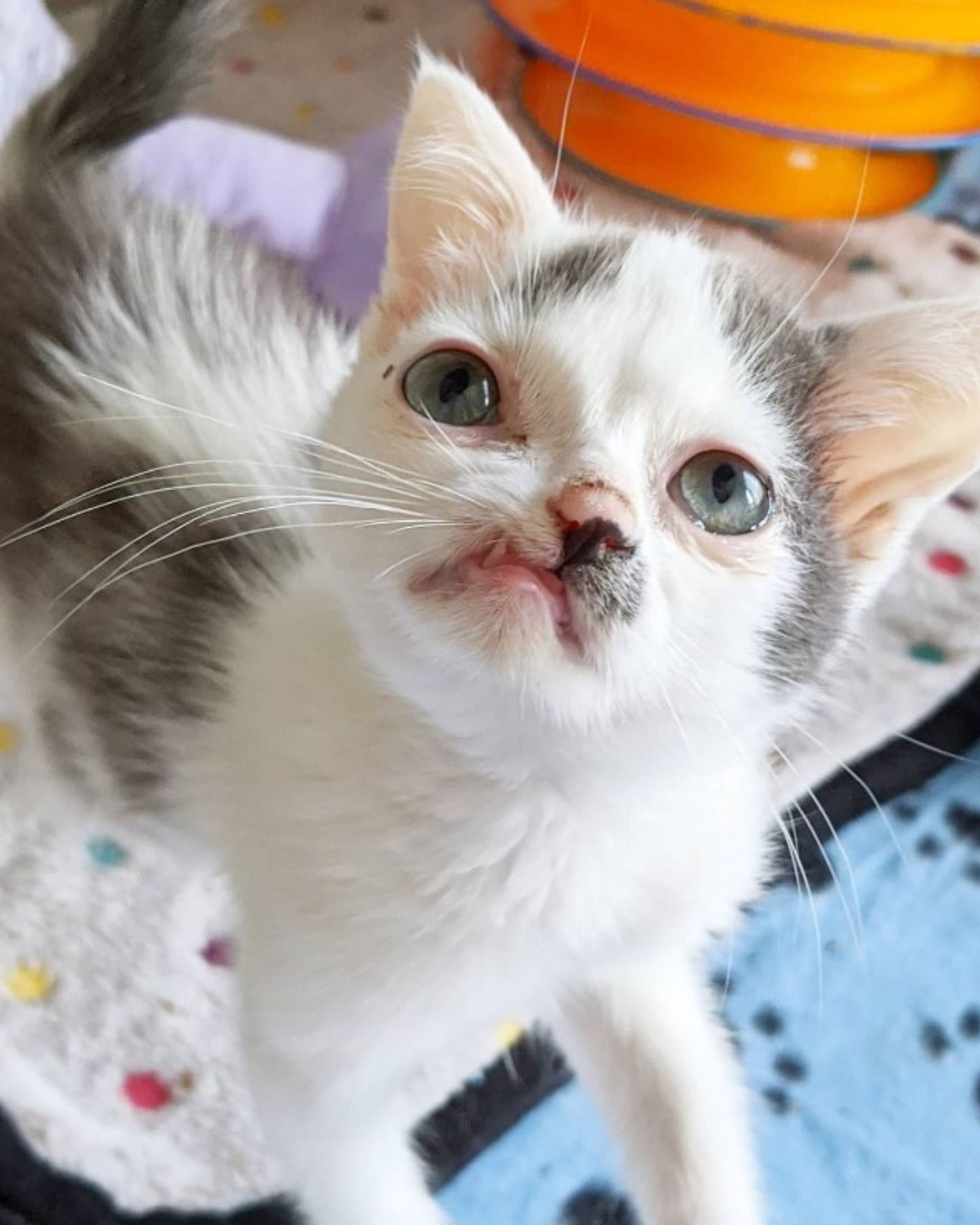 cat with crooked face