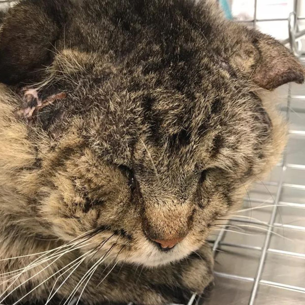 cat with eyes closed