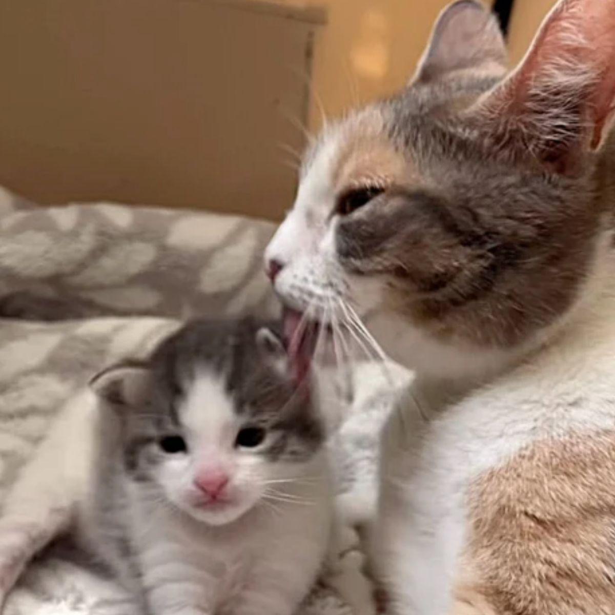 cat with kitten