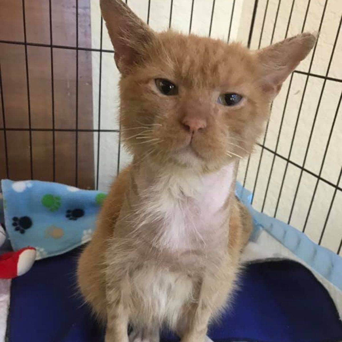 cat with mange recovering very well
