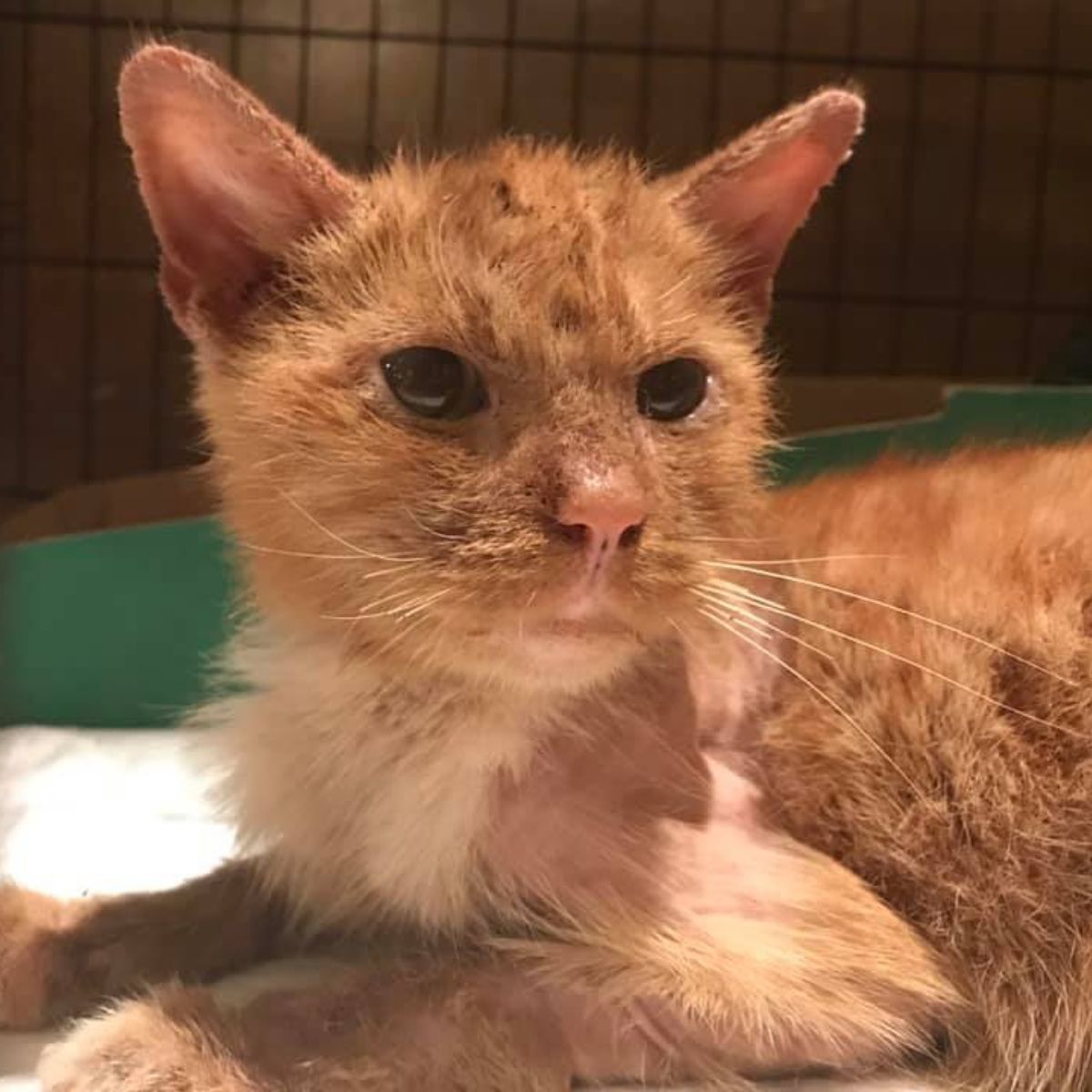 cat with mange recovering