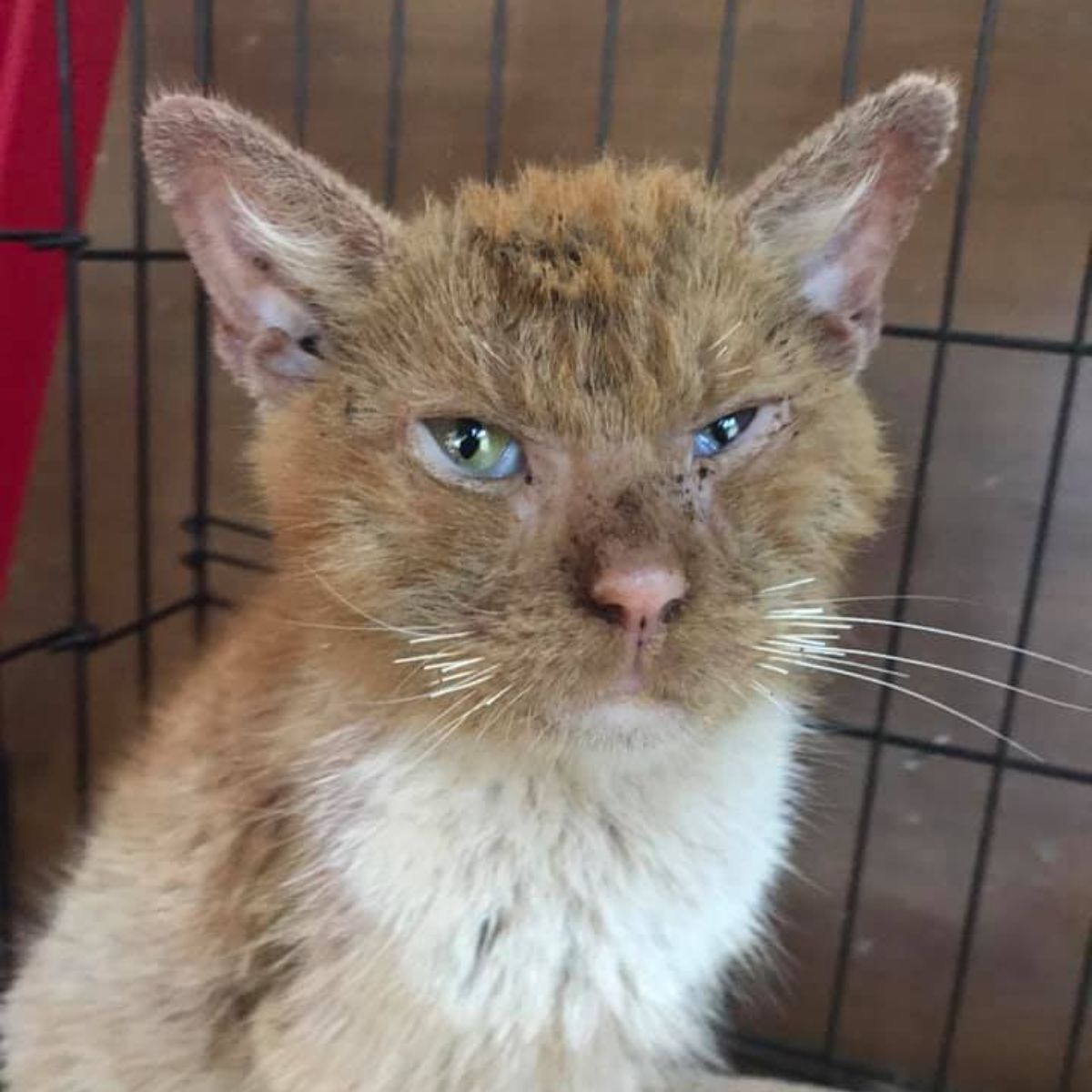 cat with mange with beautiful eyes