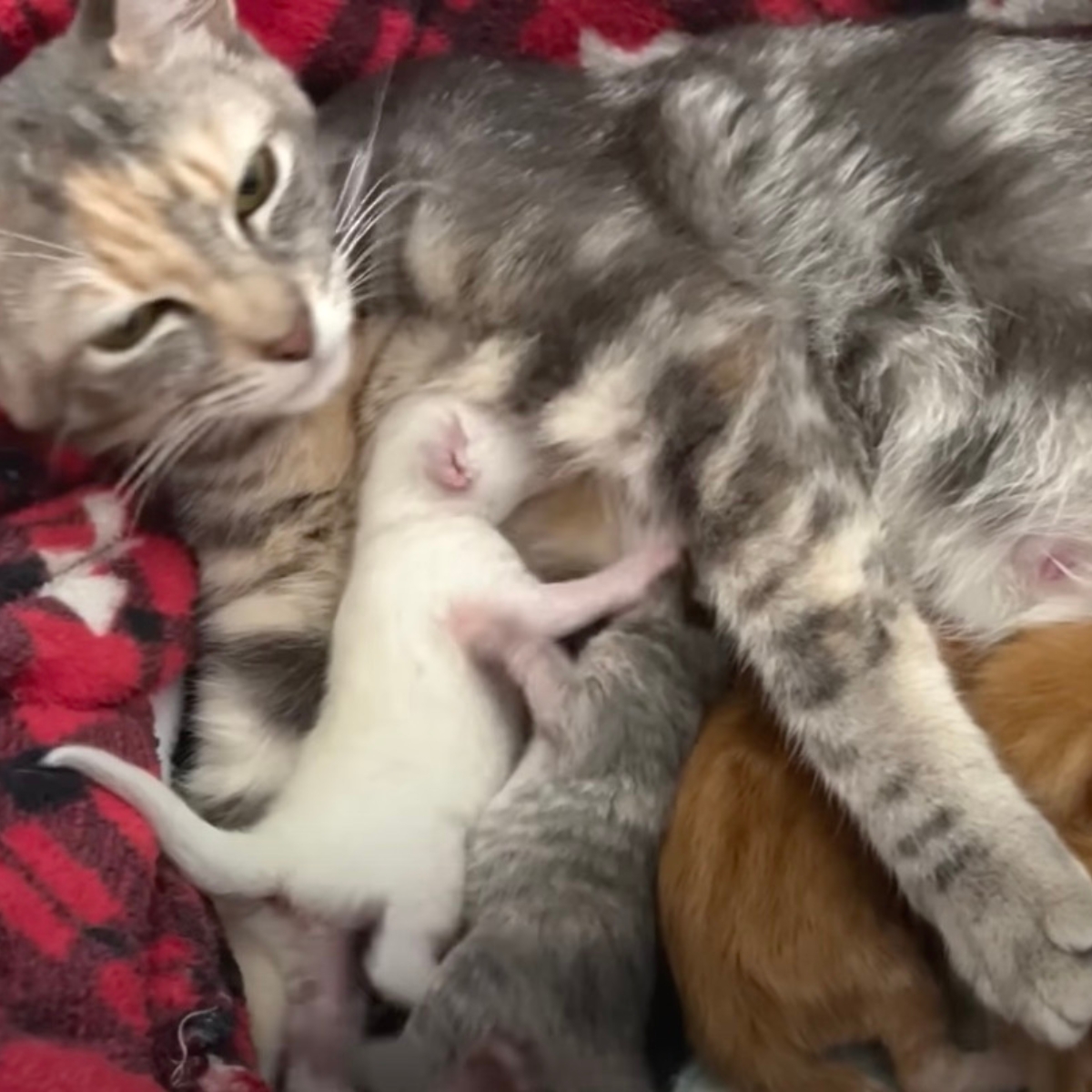 cat with newborn kittens