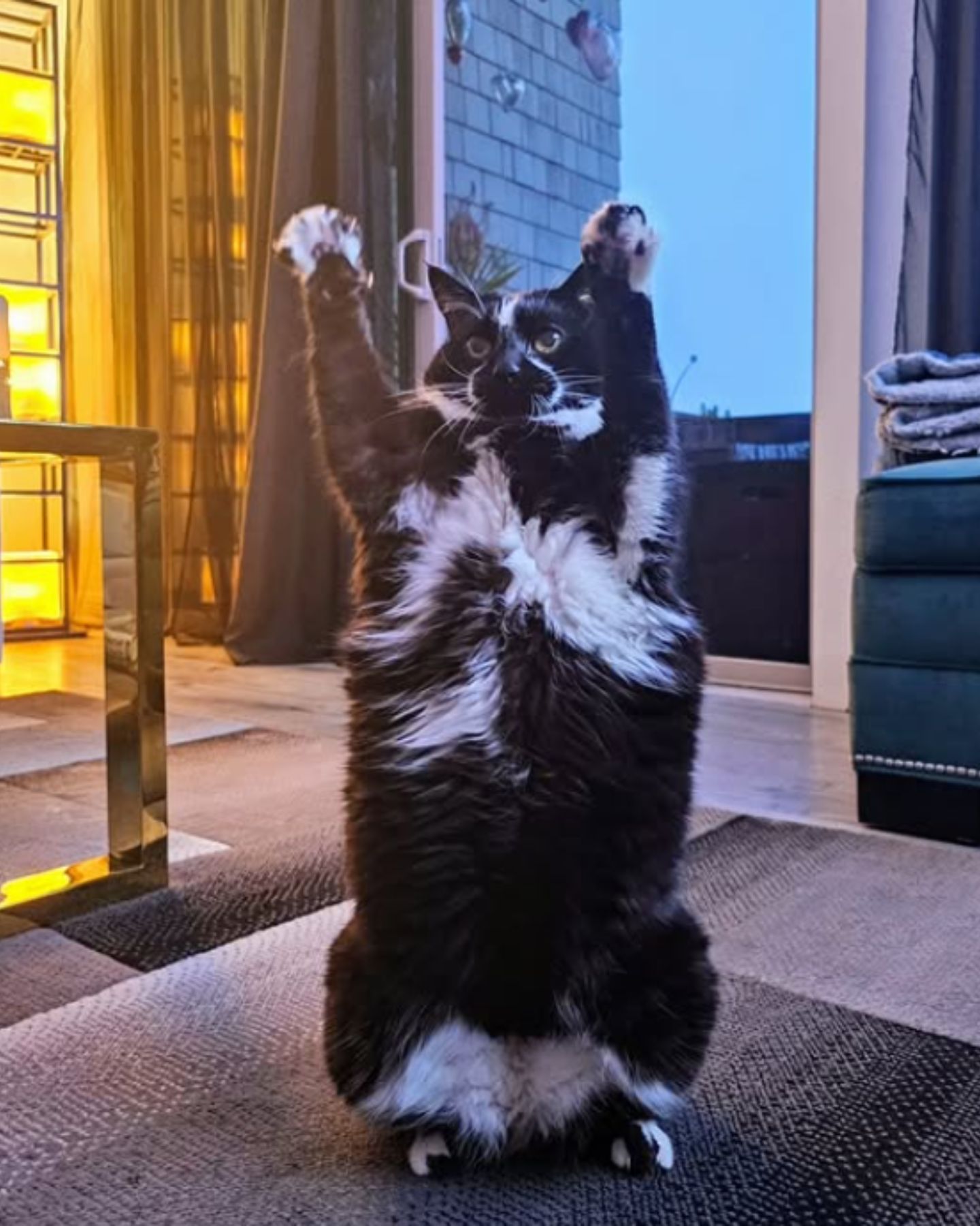 cat with paws up on the side
