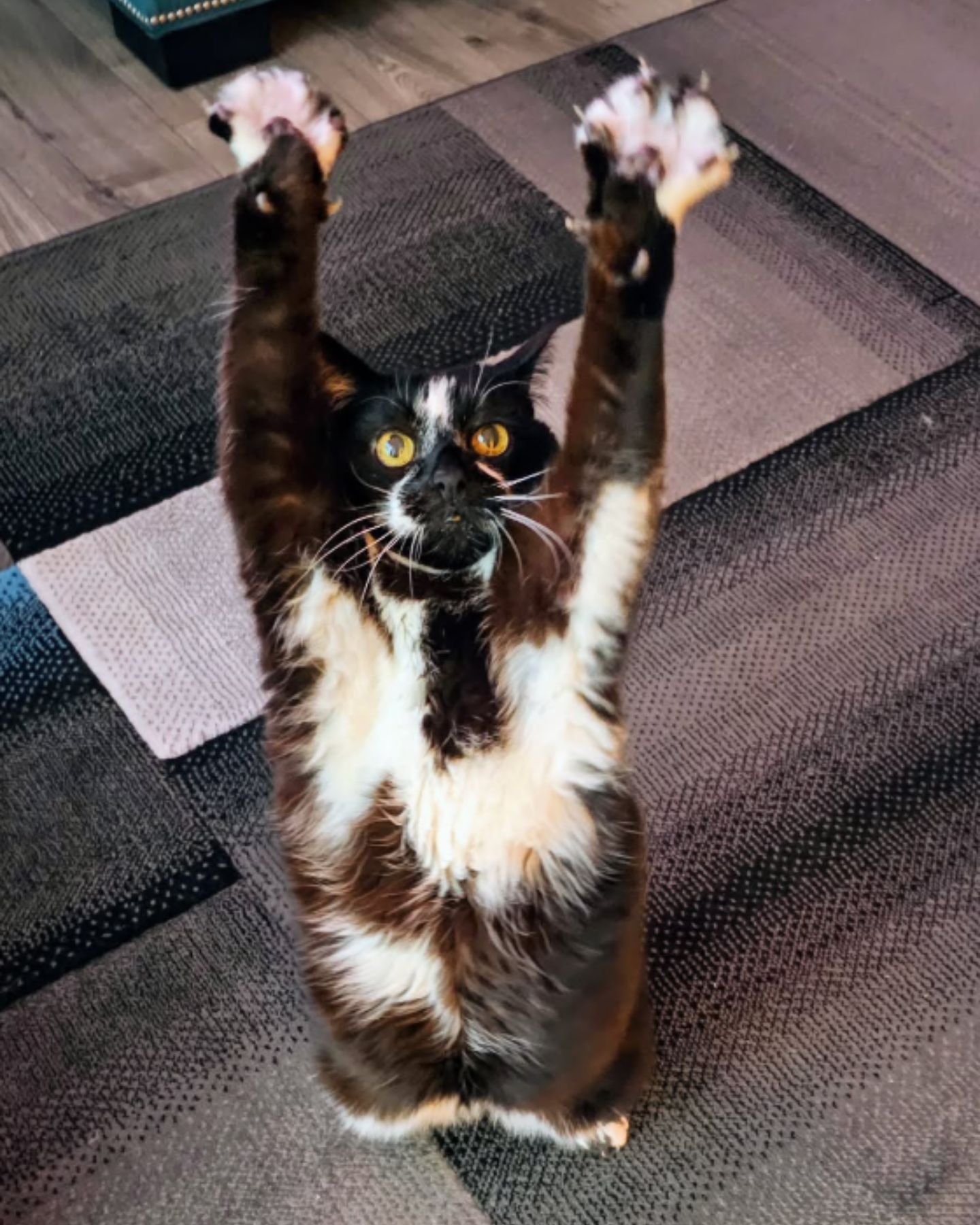 cat with paws up