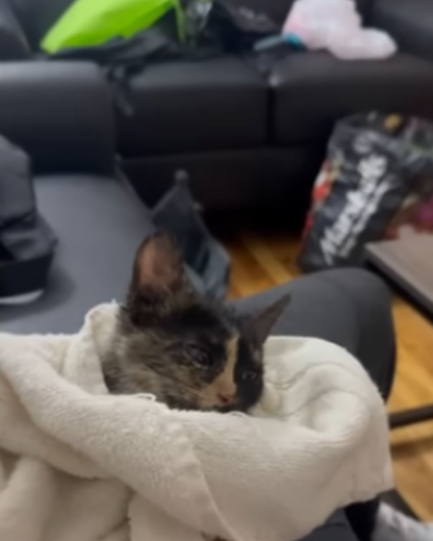 cat wrapped in a towel