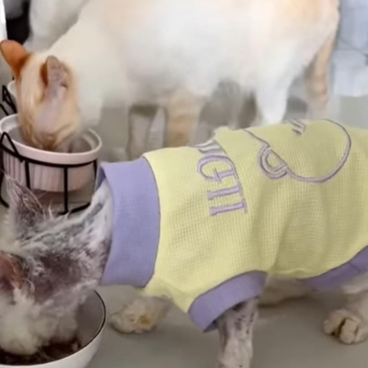 cats eating