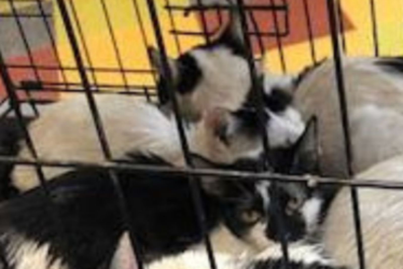 cats in cage
