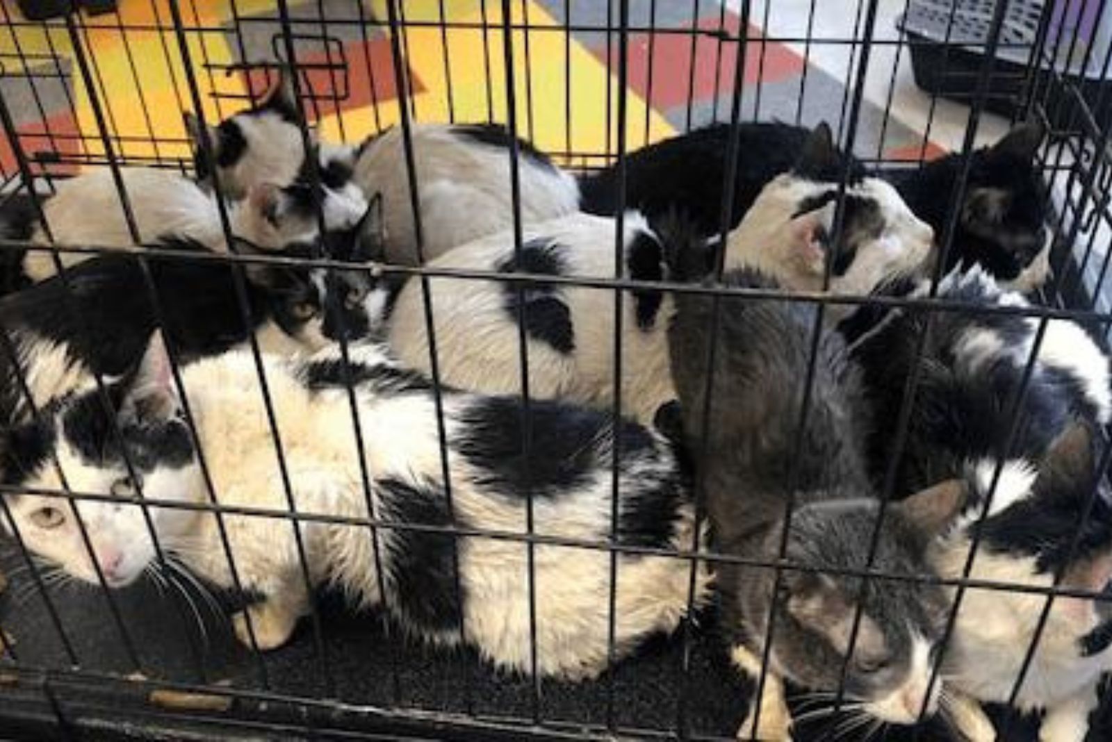 cats in crate