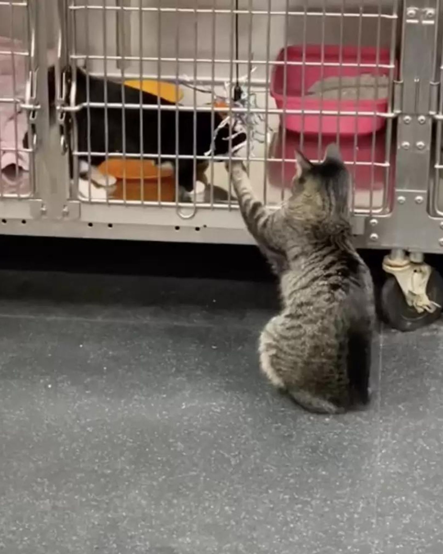 cats interacting
