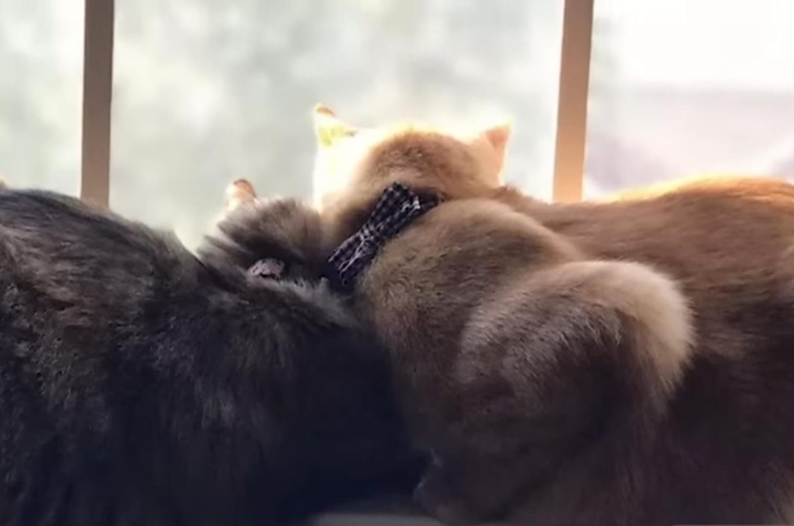 cats looking out of window