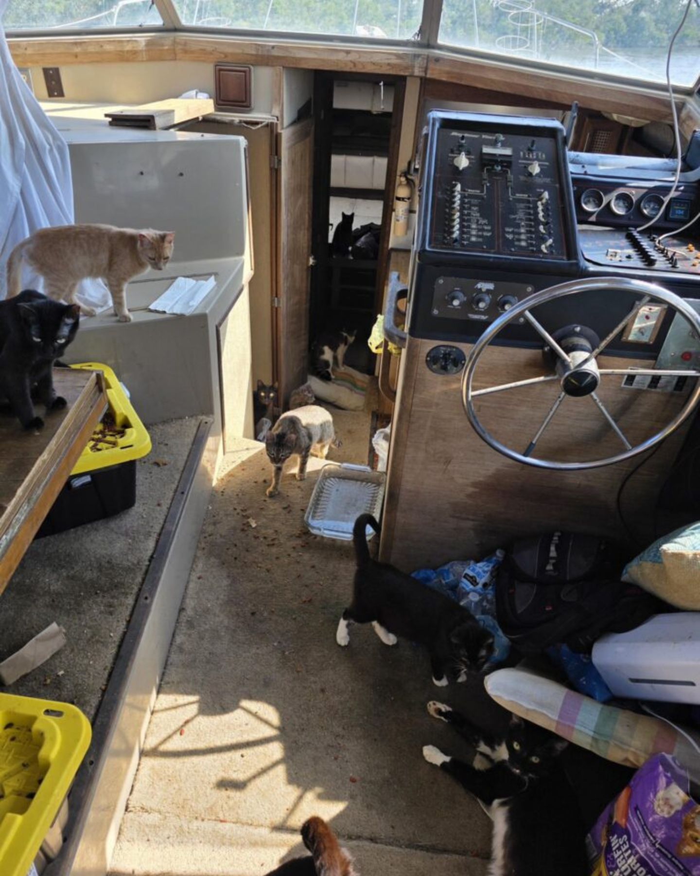 cats on a boat