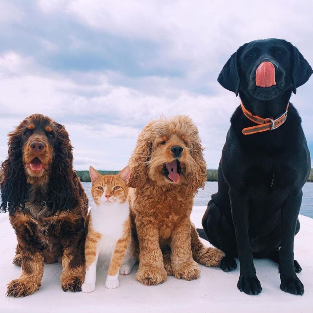 cats with dogs