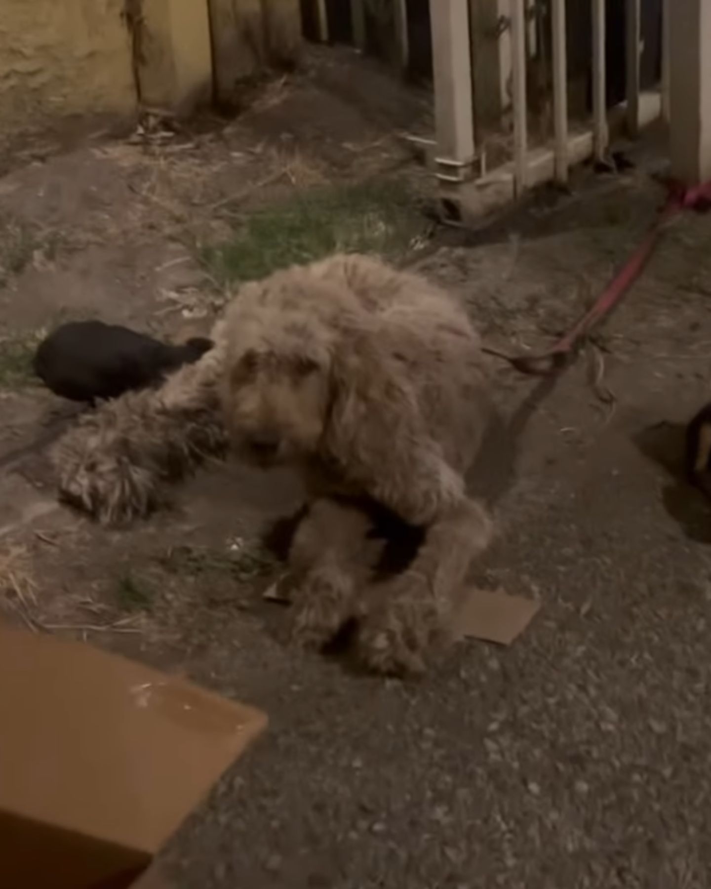 chained mama dog