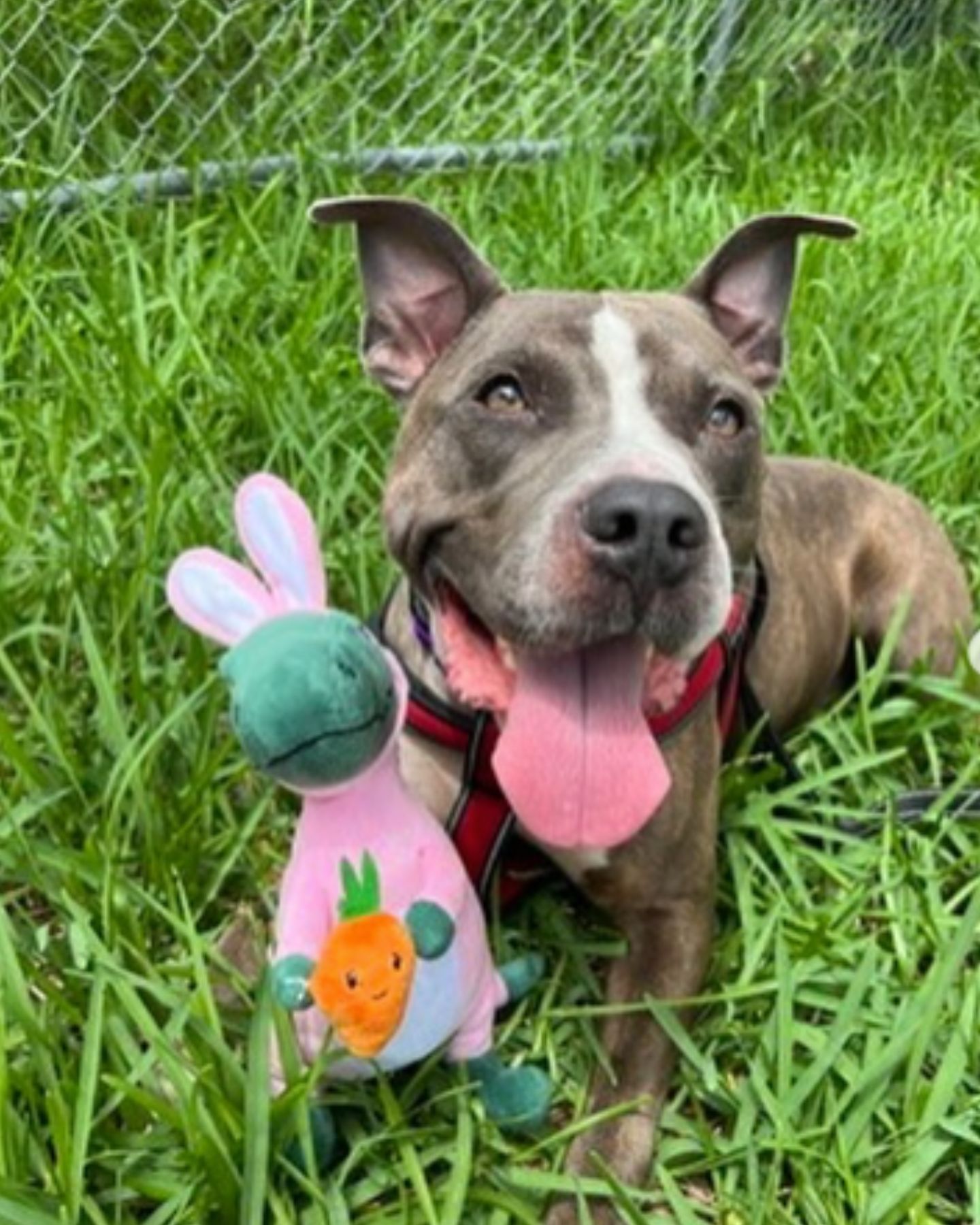 cheerful dog with his teddy bear