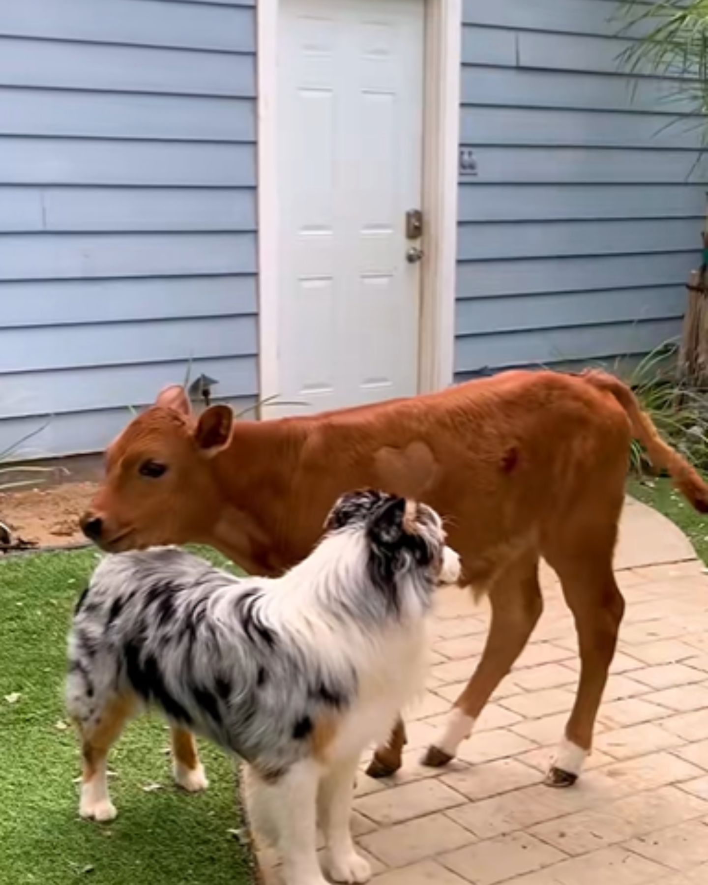calf and a dog