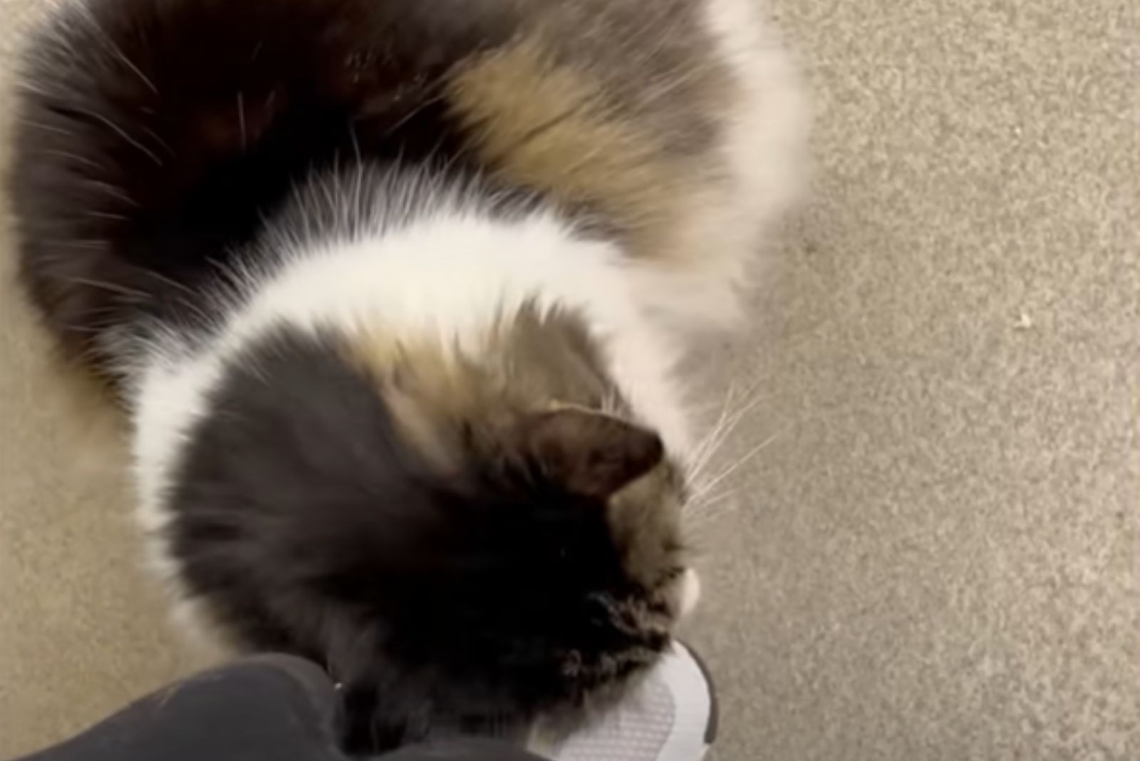 clingy cat