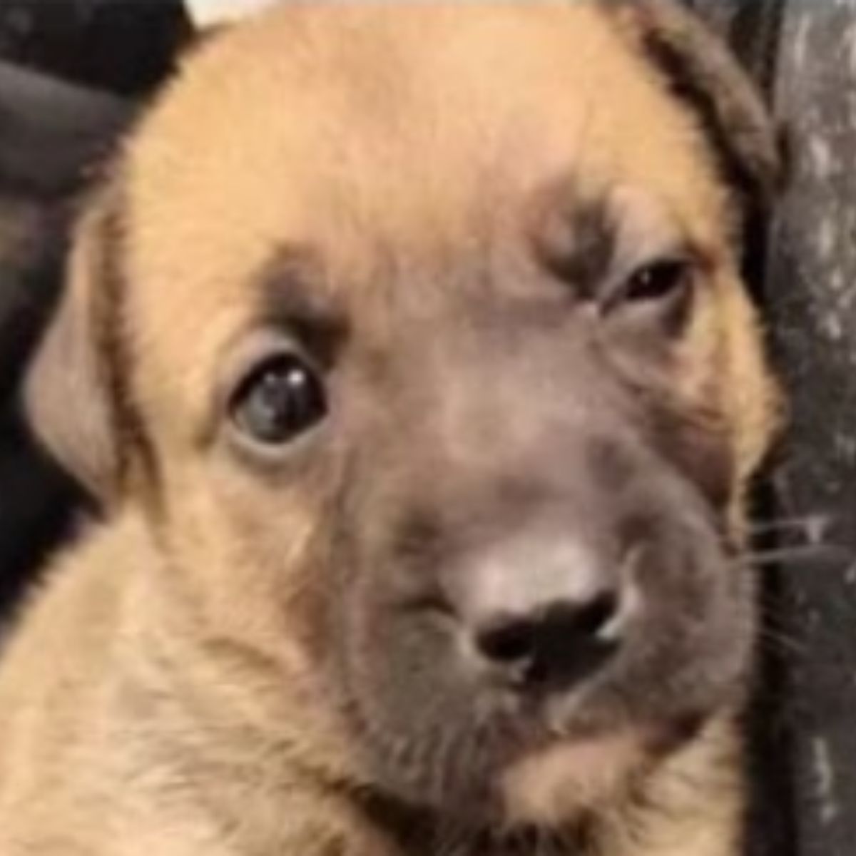 close up photo of a puppy