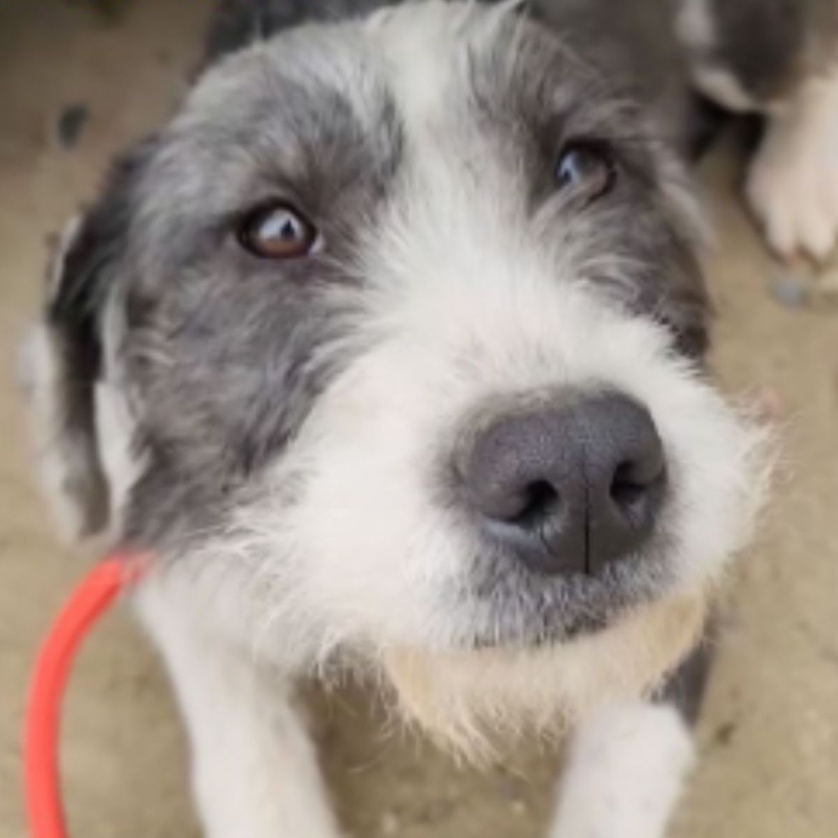 close up photo of abandoned dog