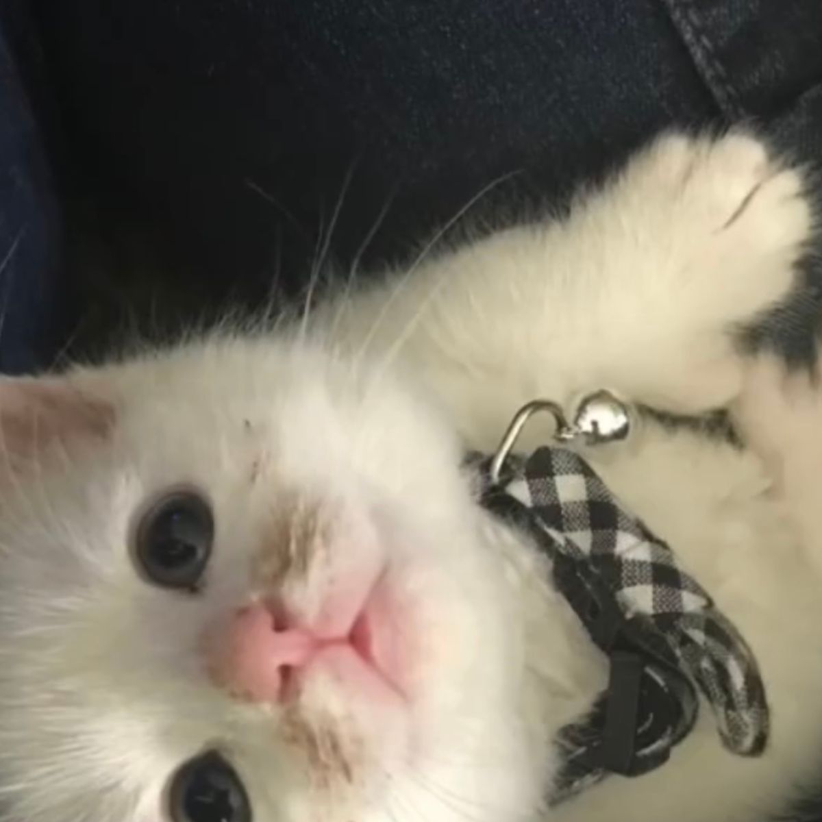 close up photo of adorable kitten