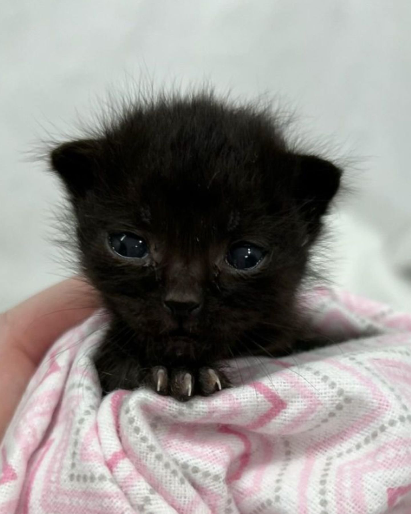 close up photo of black kitten