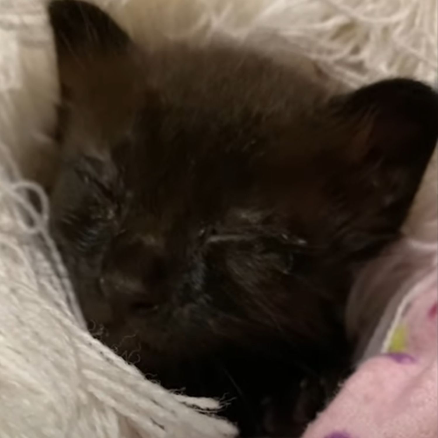 close up photo of cat sleeping