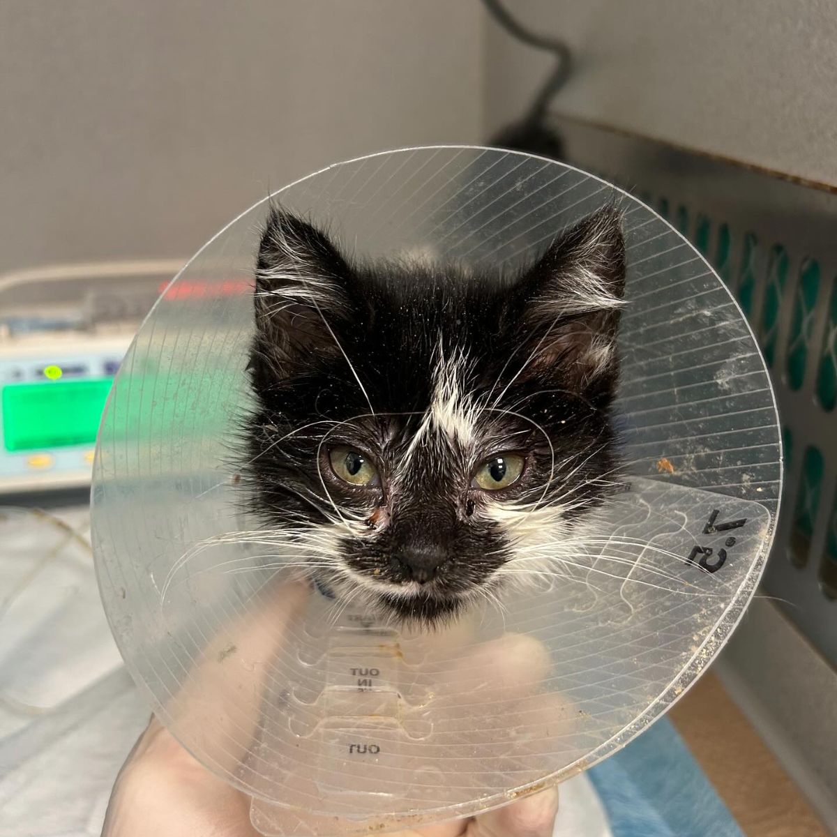 close up photo of cat with a cone