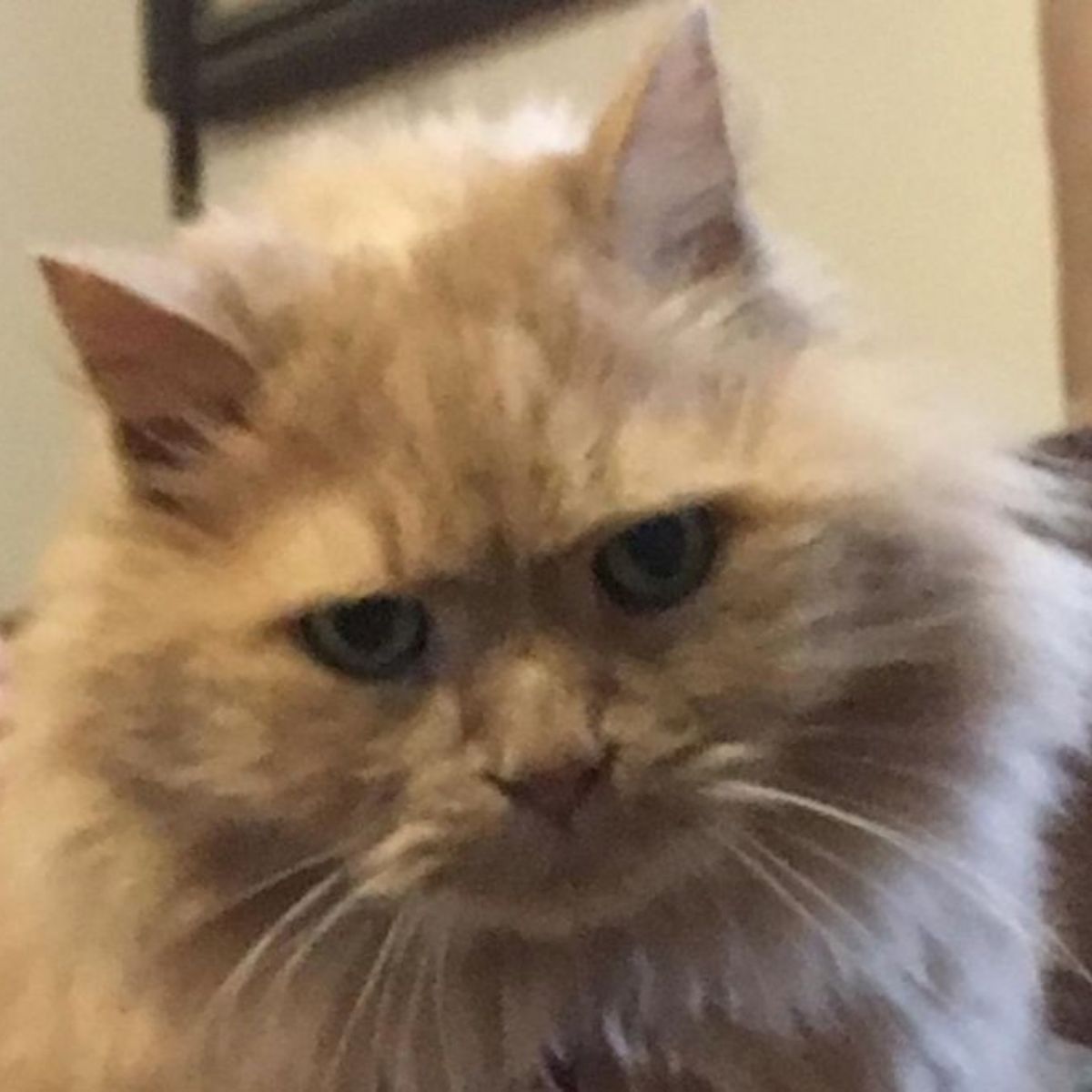 close up photo of fluffy cat