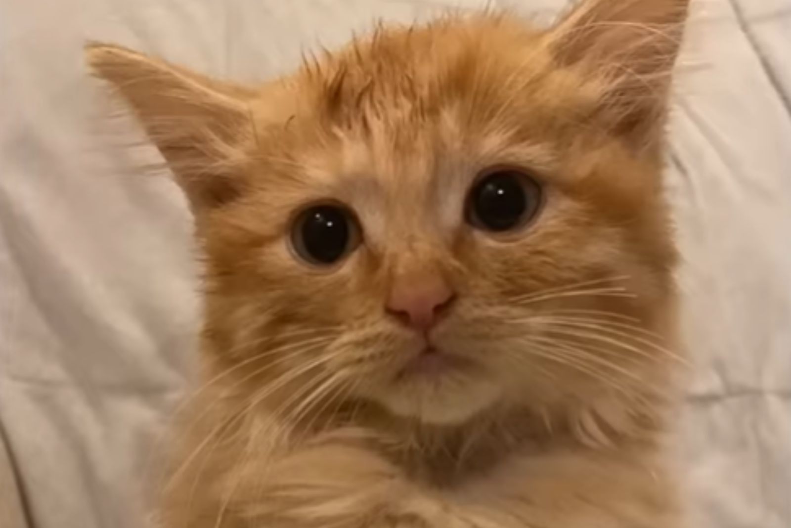 close up photo of ginger kitten