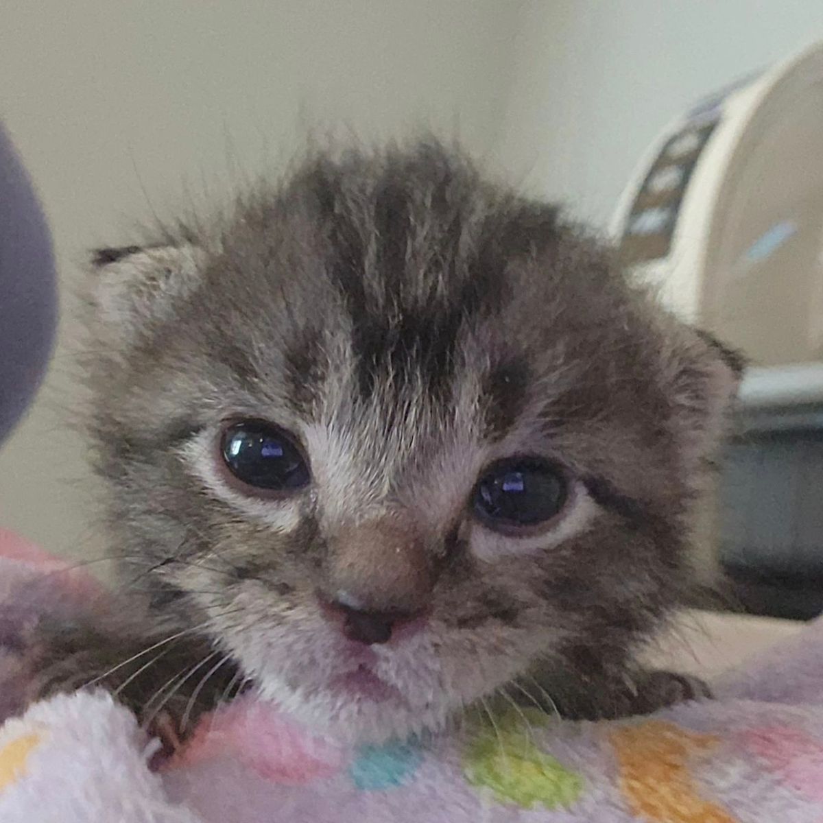 close up photo of gray kitten