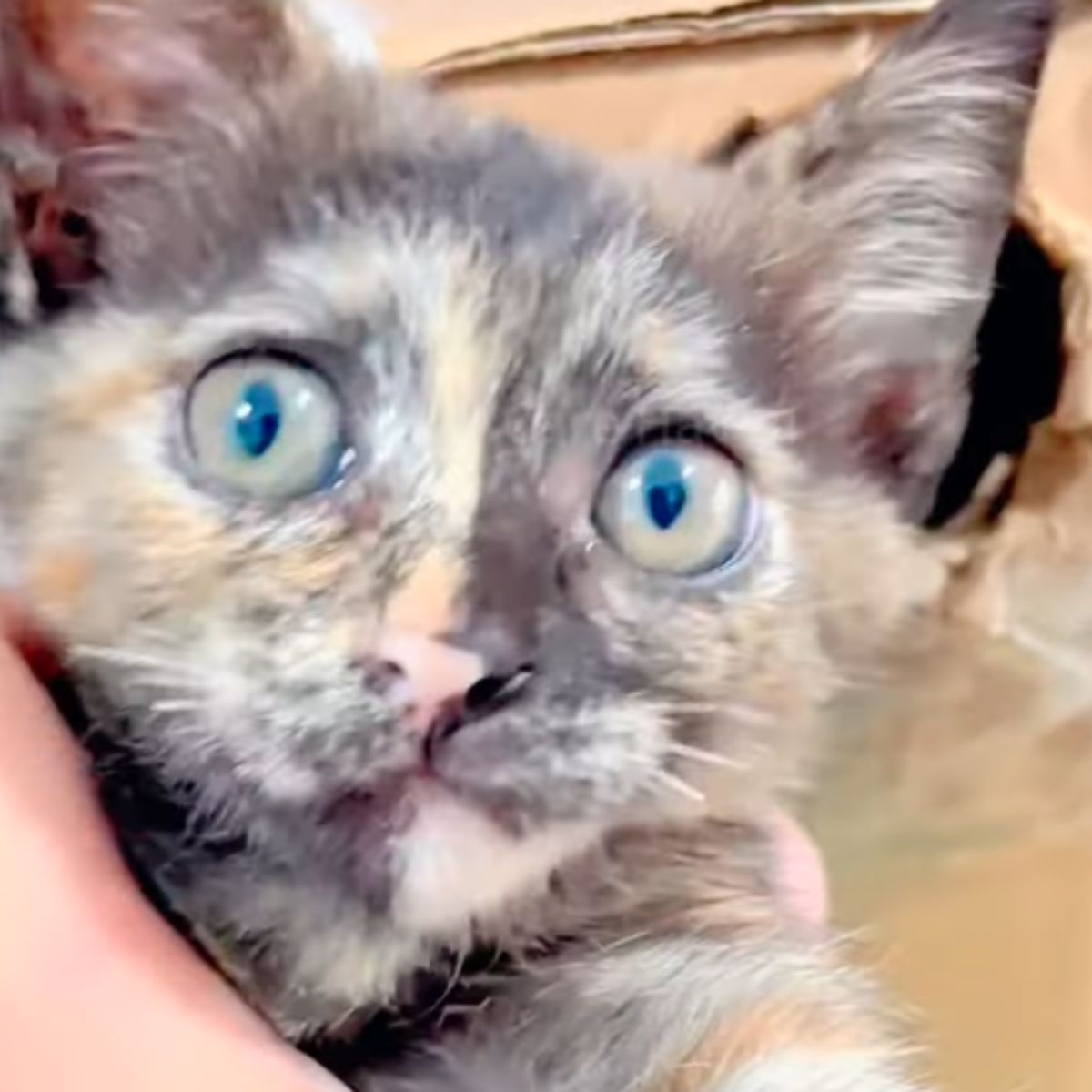 close up photo of rescued kitten