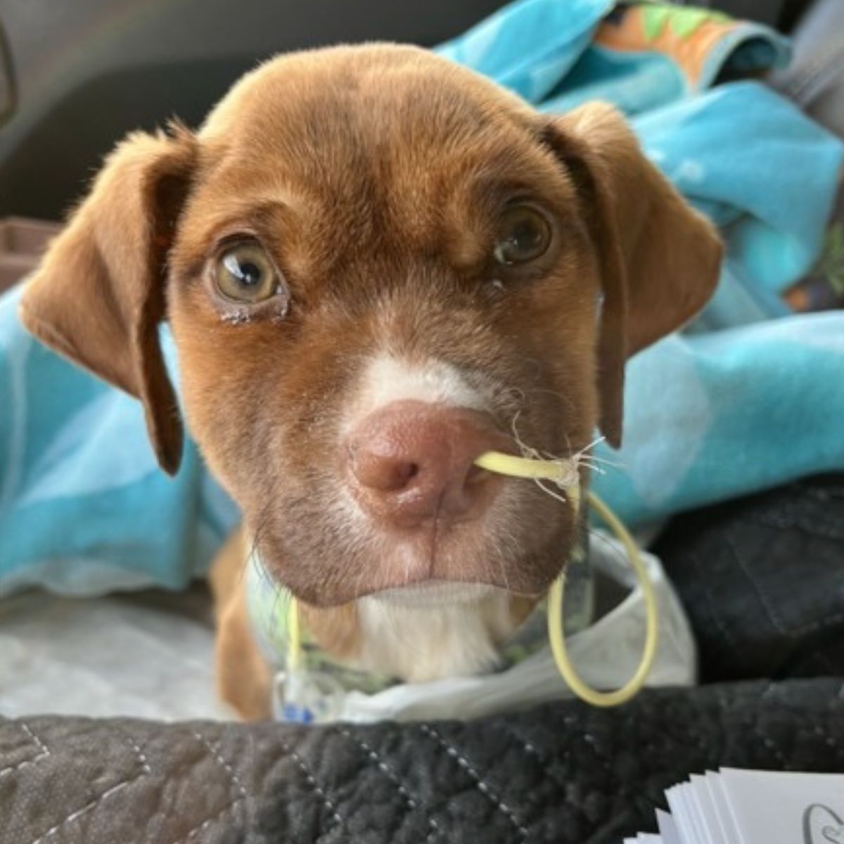 close up photo of rescued puppy