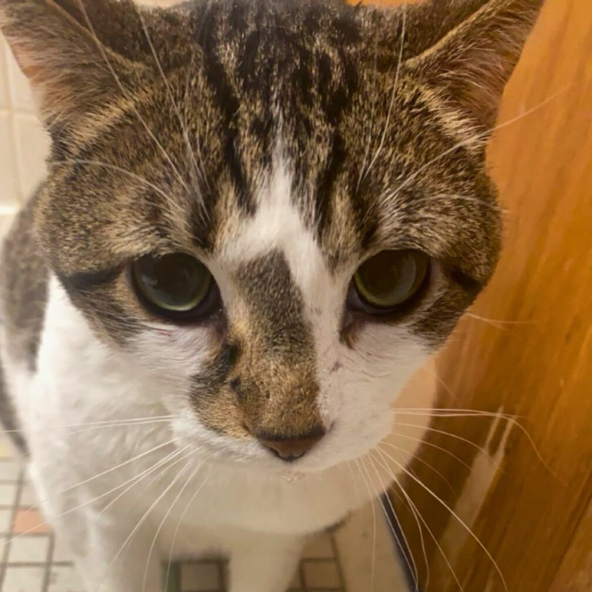 close up photo of sick cat