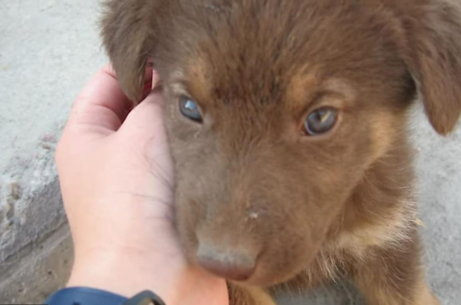 close up photo of small puppy