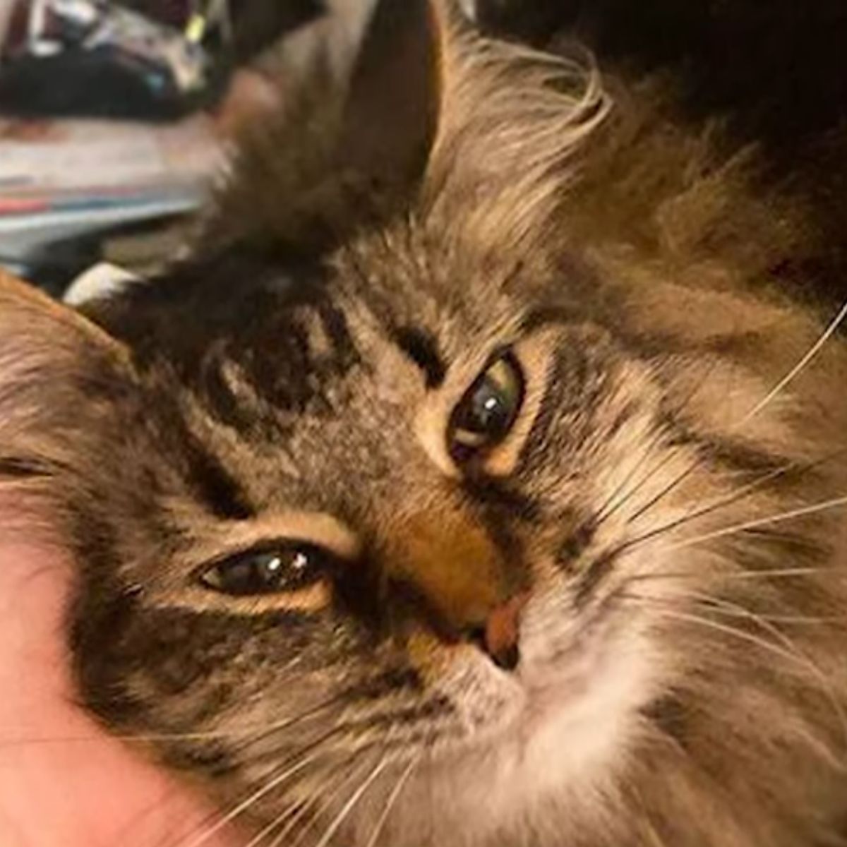 close up photo of stray kitten
