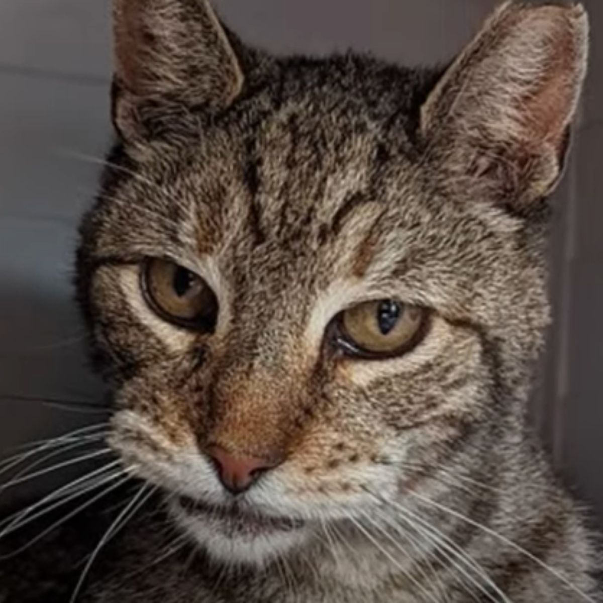 close up photo of the cat