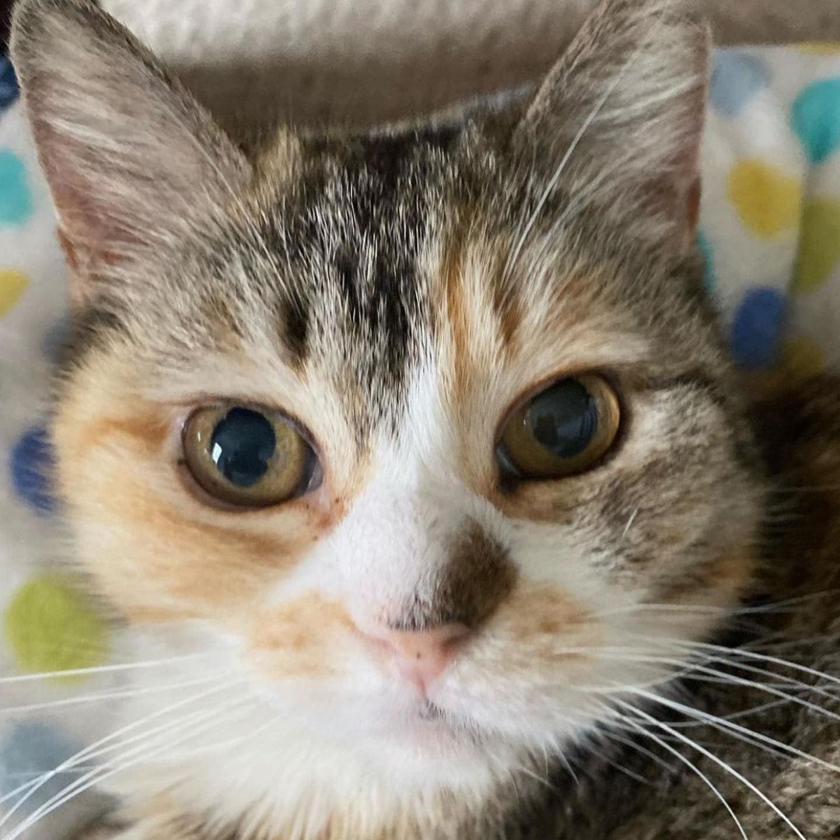 close up photo of the cat