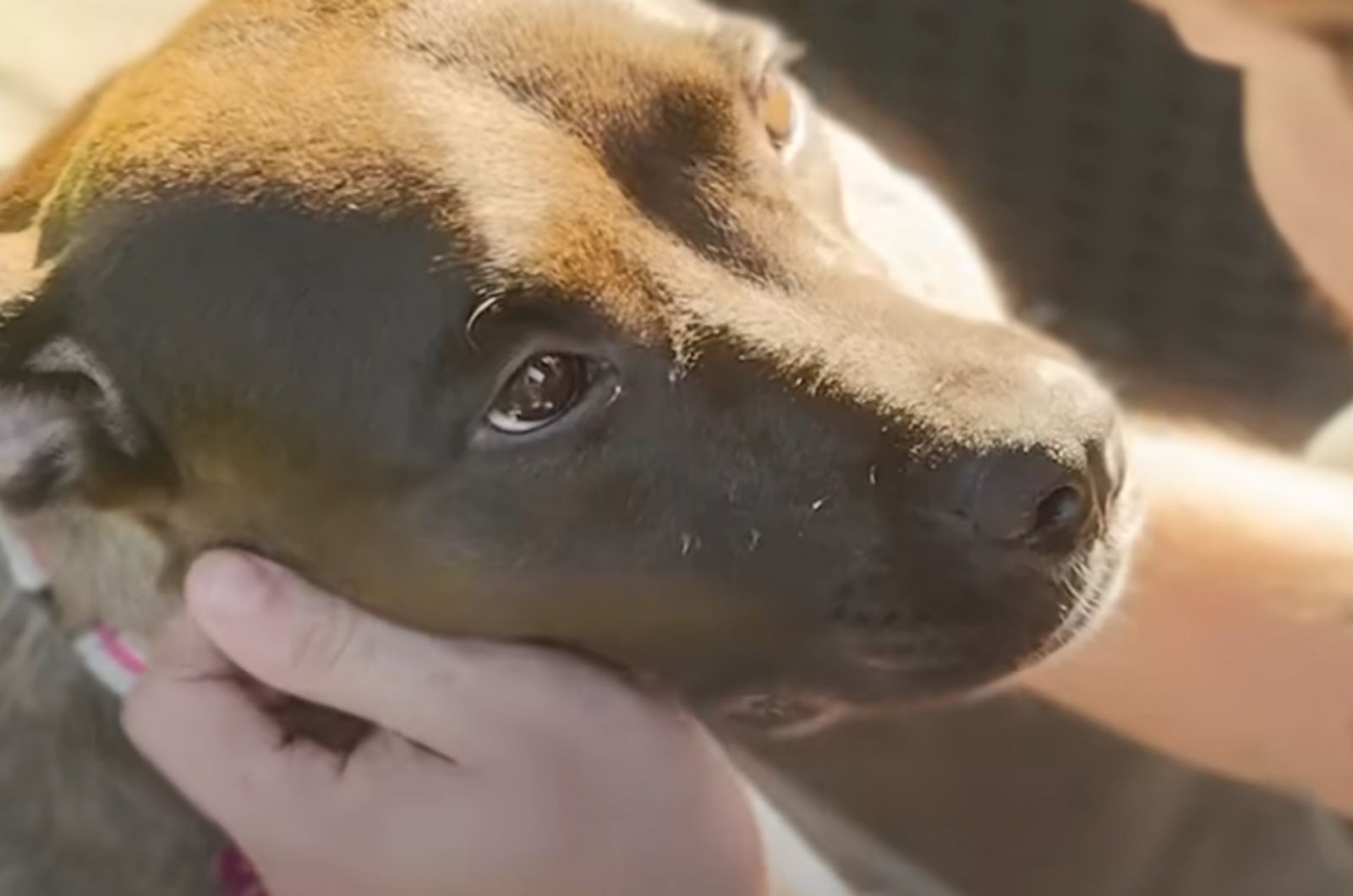close up photo of the dog