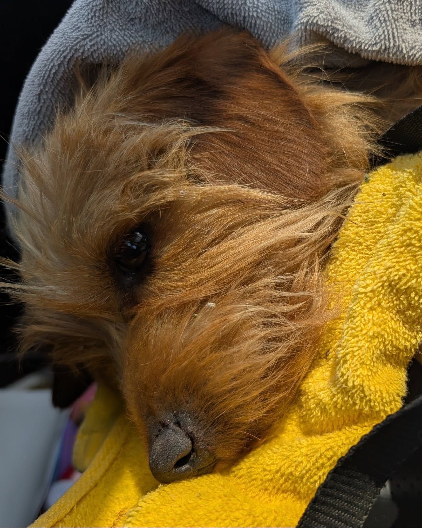 close up photo of the dog