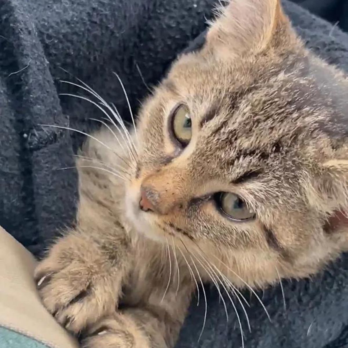 close up photo of the scared cat